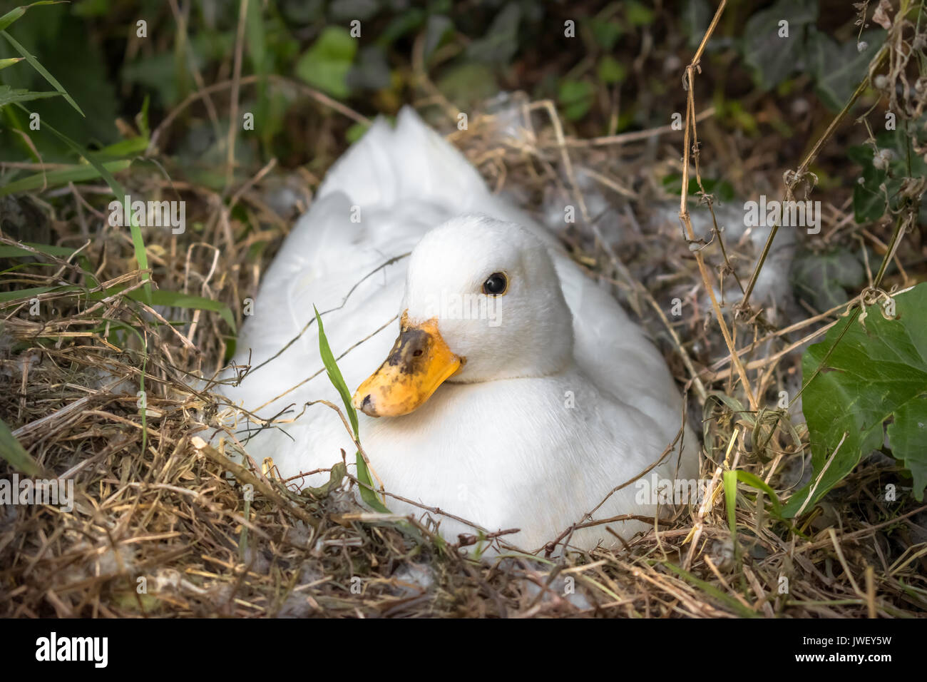 Weiß Call Duck wenige Wochen in sitzen auf ihren Eiern. Stockfoto