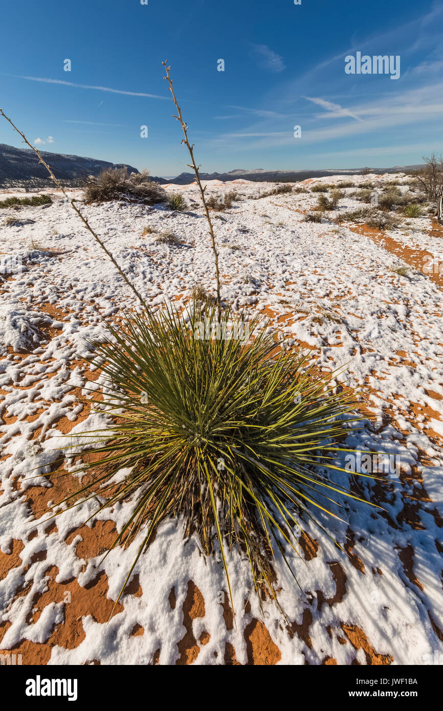 Yucca angustissima var kanabensis Fotos und Bildmaterial in hoher
