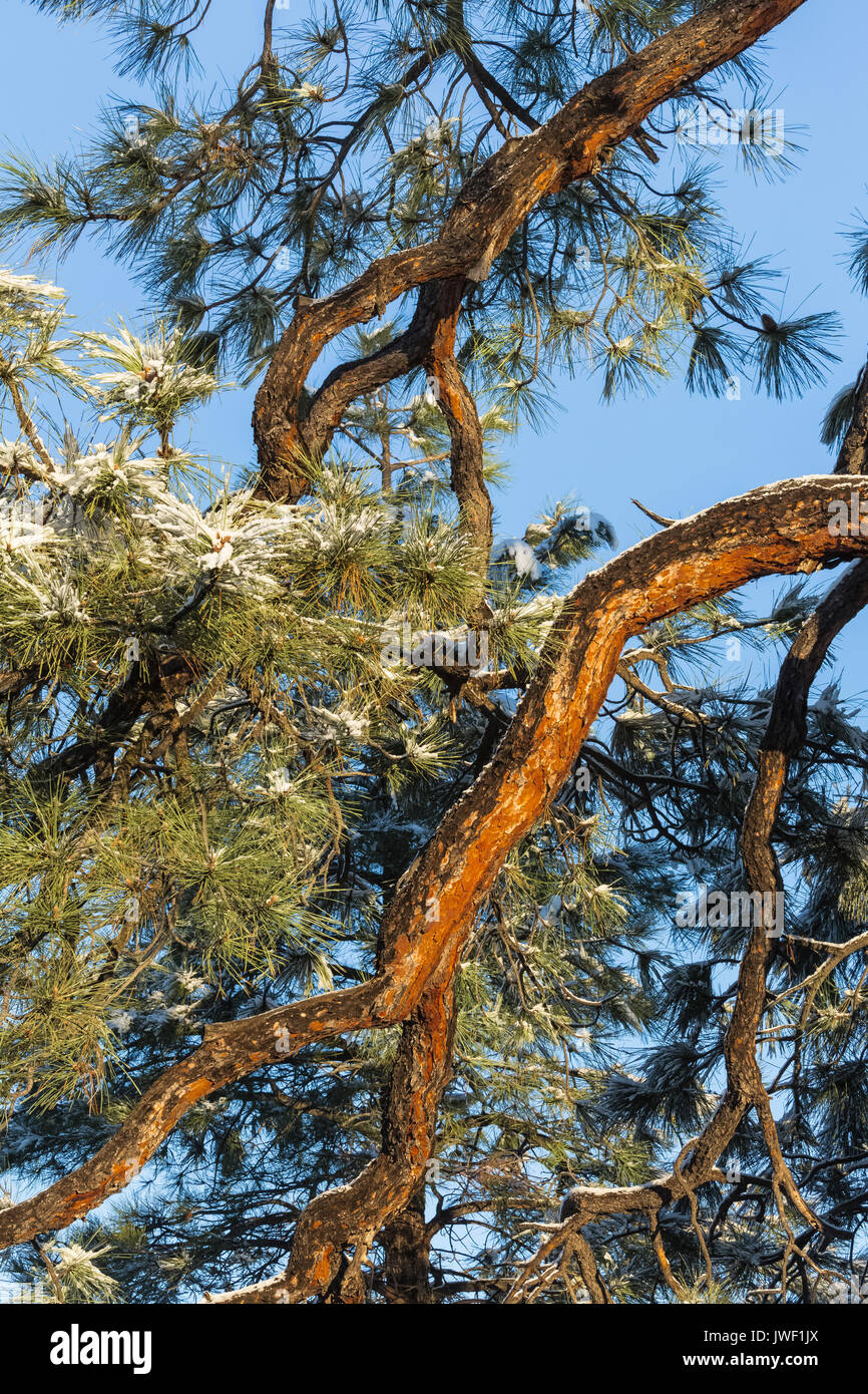 Ponderosa Kiefern, Pinus ponderosa, nach einem Schneefall in Ponderosa Grove Campground auf BLM Land in der Nähe von Coral Pink Sand Dunes State Park, Utah, USA Stockfoto