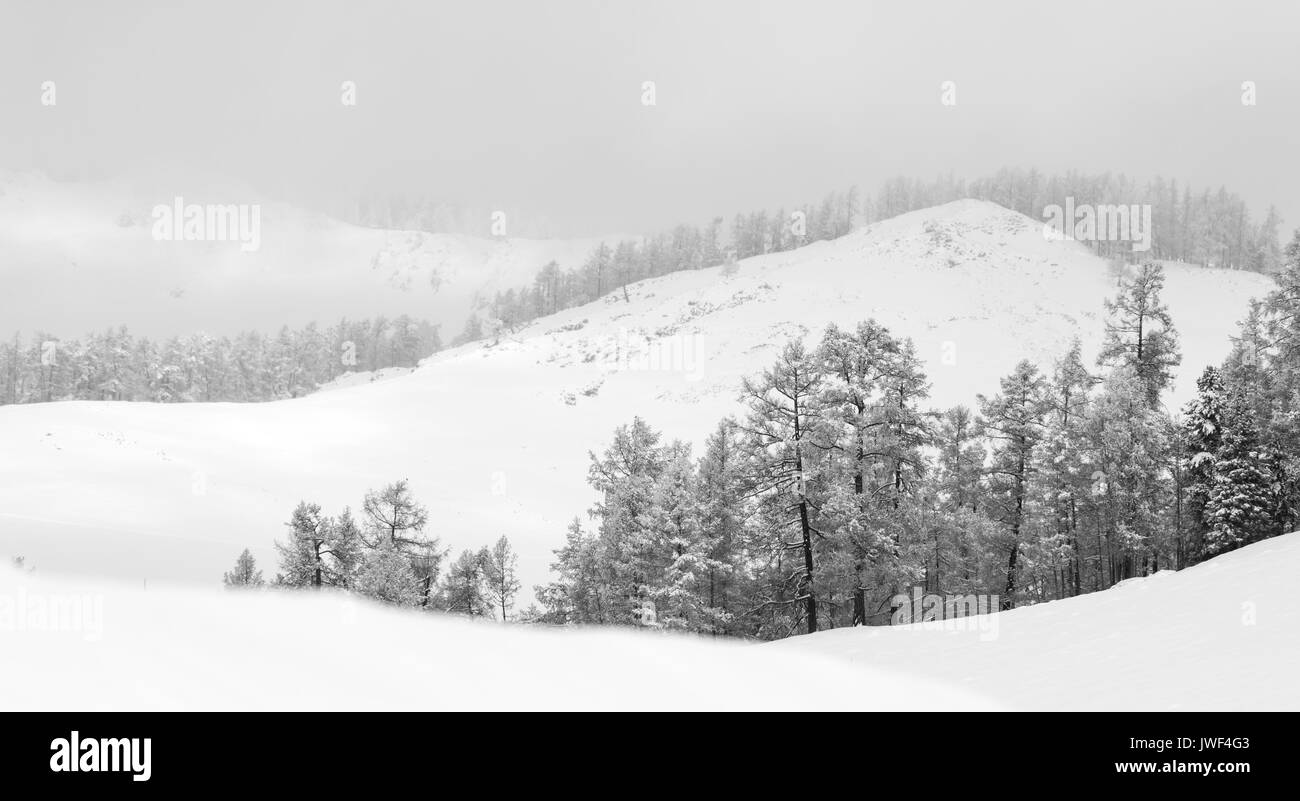 Bäume mit Schnee bedeckt Stockfoto