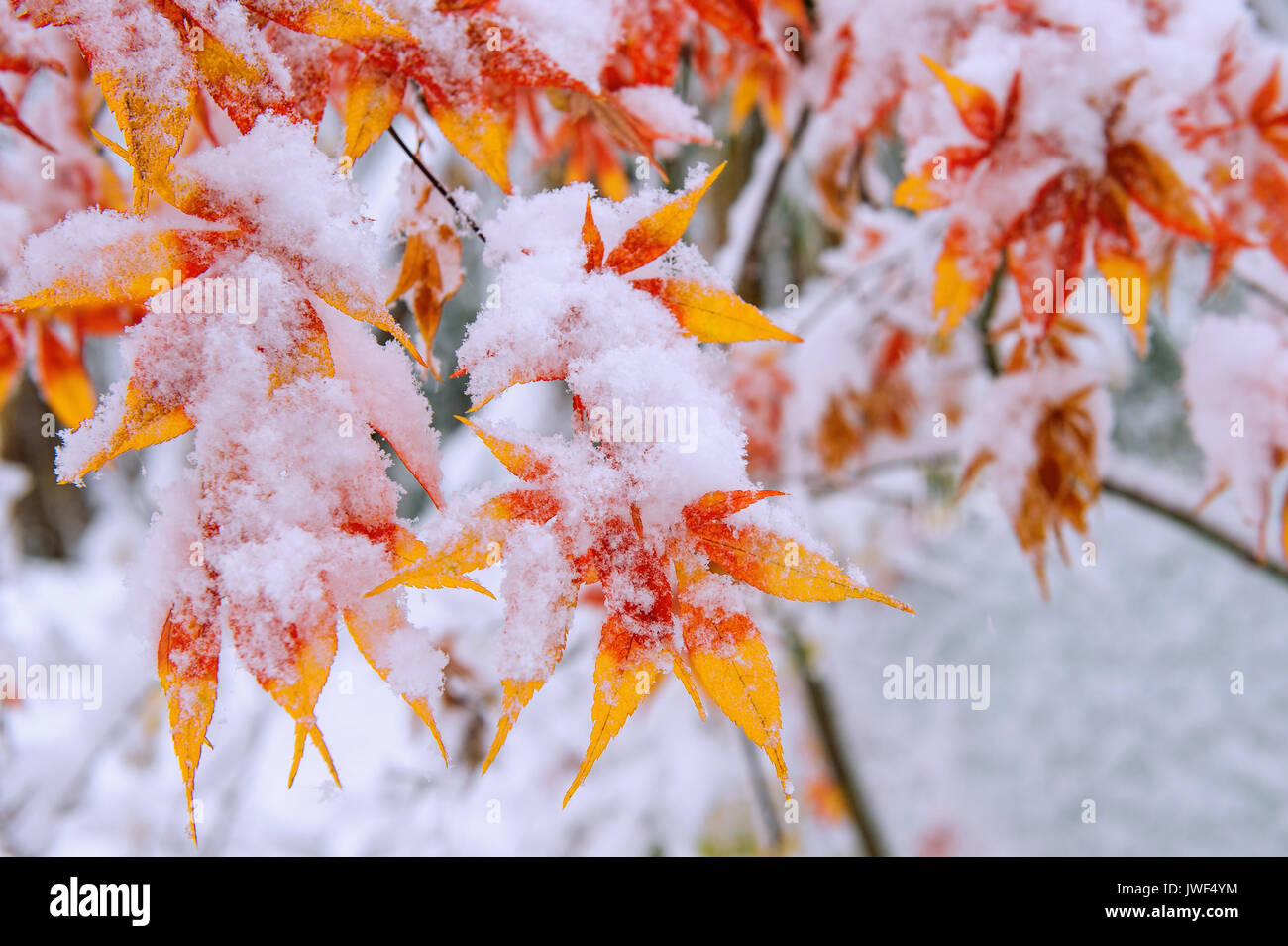 Rote Herbst Ahorn Baum mit Schnee bedeckt, Südkorea. Stockfoto