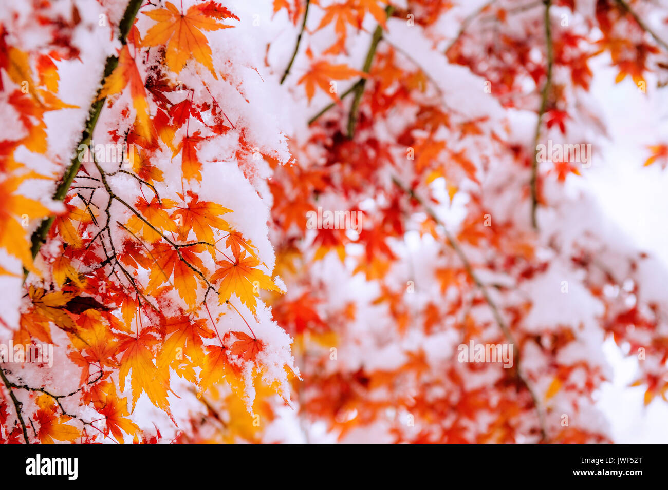 Rote Herbst Ahorn Baum mit Schnee bedeckt, Südkorea. Stockfoto