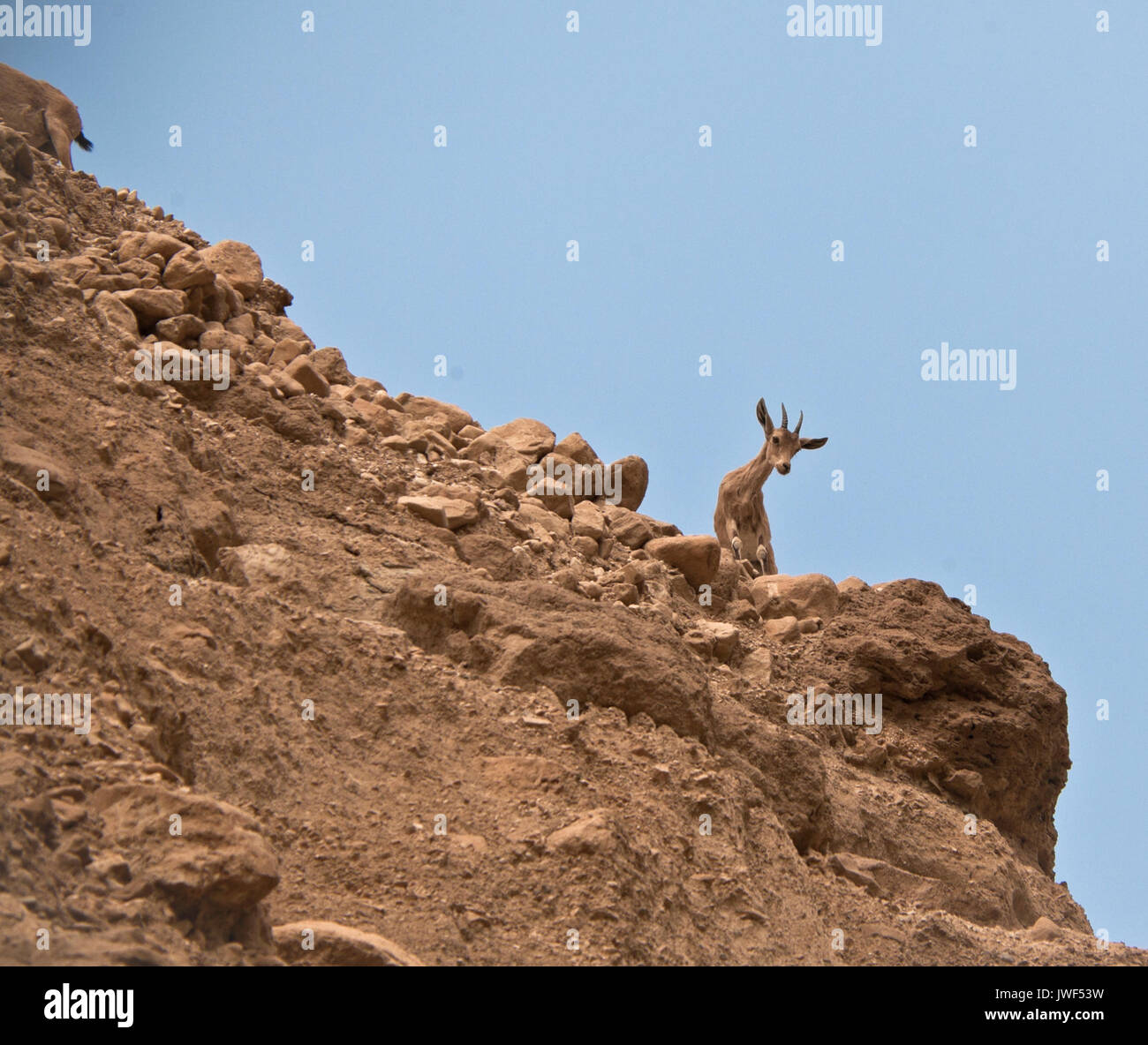 Steinbock in der Wüste Israels Stockfoto