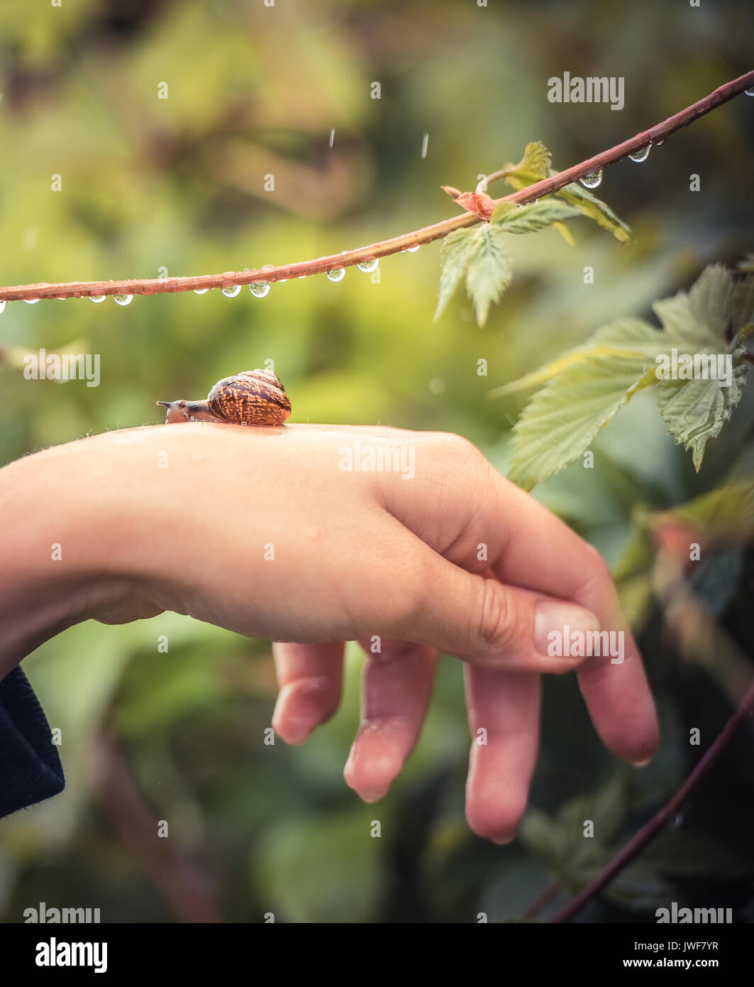 Schnecke an Hand eines Mädchens in der Regen fällt Stockfoto