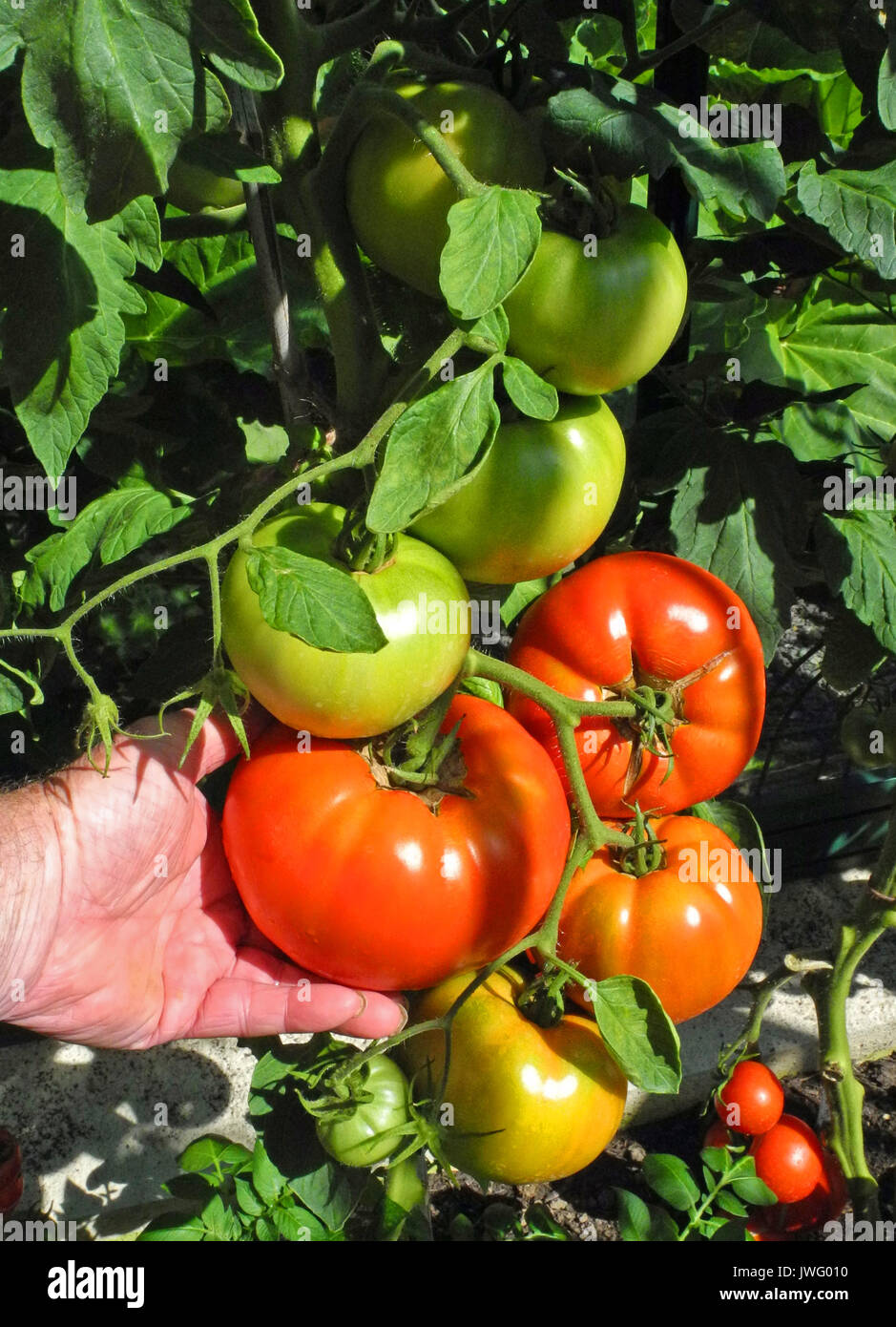 Ein Rindfleisch Tomaten oder beefsteak Tomaten ist eine der größten
