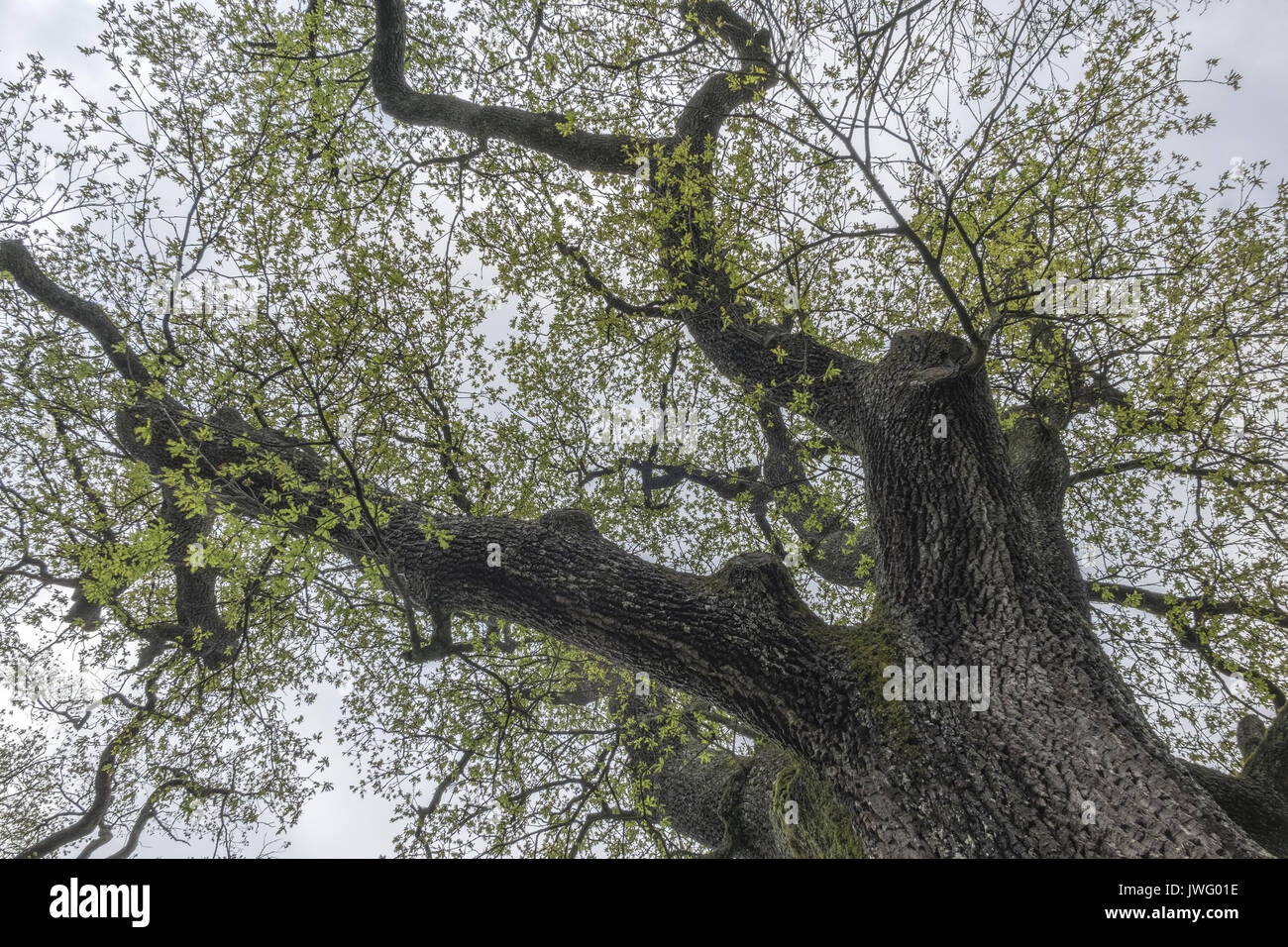 Baum, Eiche im Frühling Stockfoto