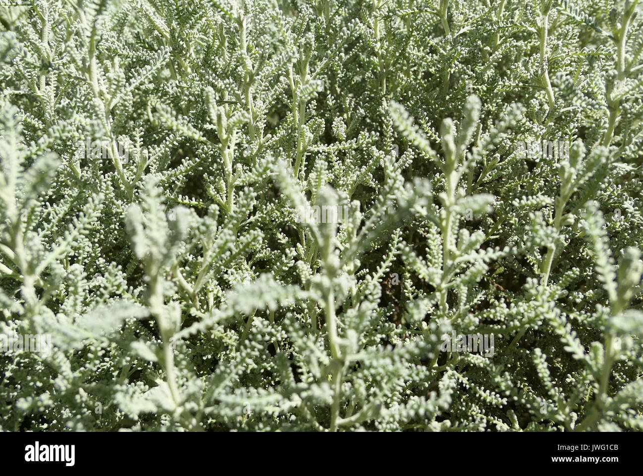 (Graues Heiligenkraut Santolina chamaecyparissus), Bayern, Deutschland, Europa Stockfoto