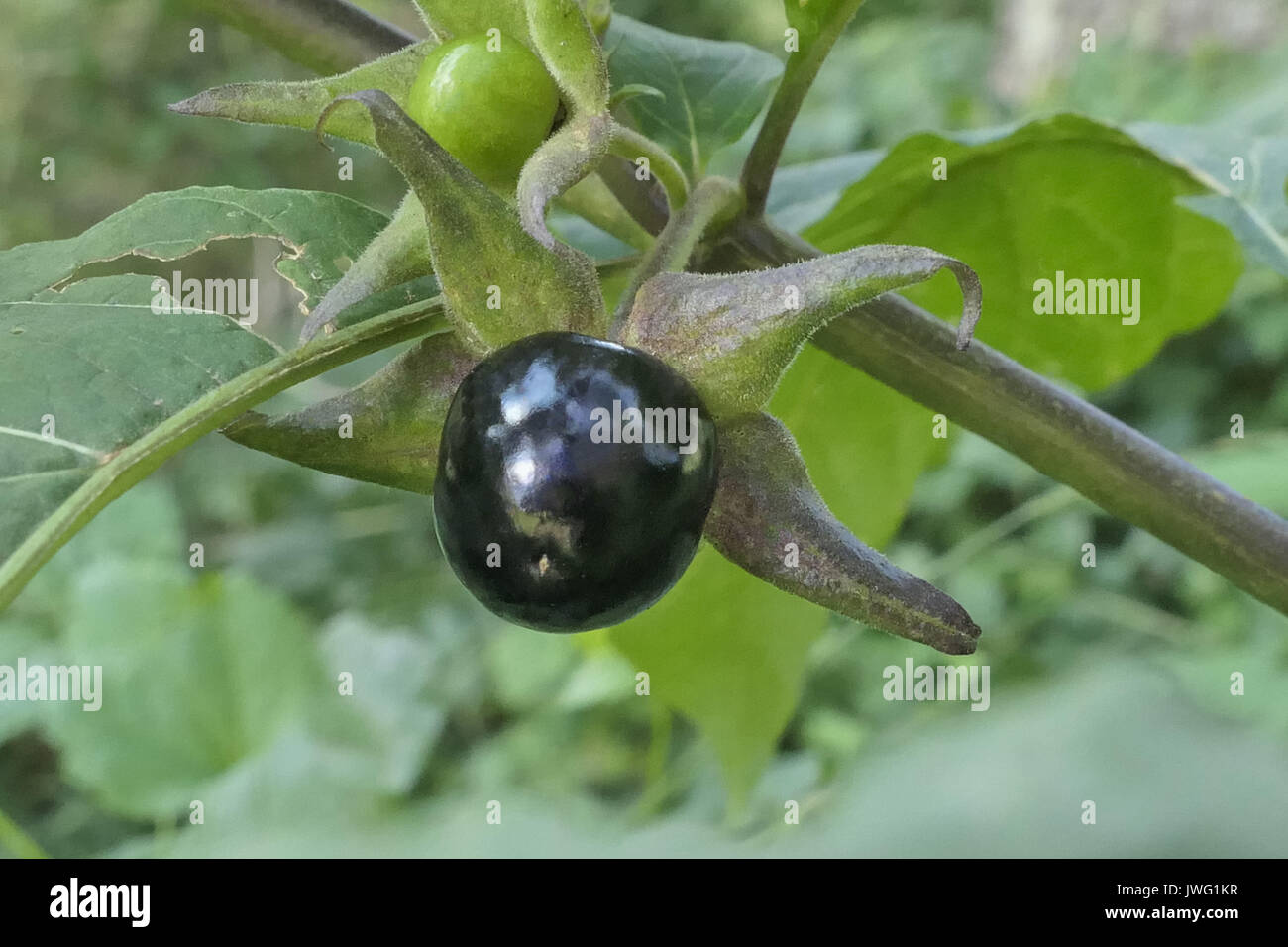 Frucht der Tollkirsche (Atropa belladonna), aus der Familie der Nachtschattengewächse, Bayern, Deutschland, Europa Stockfoto