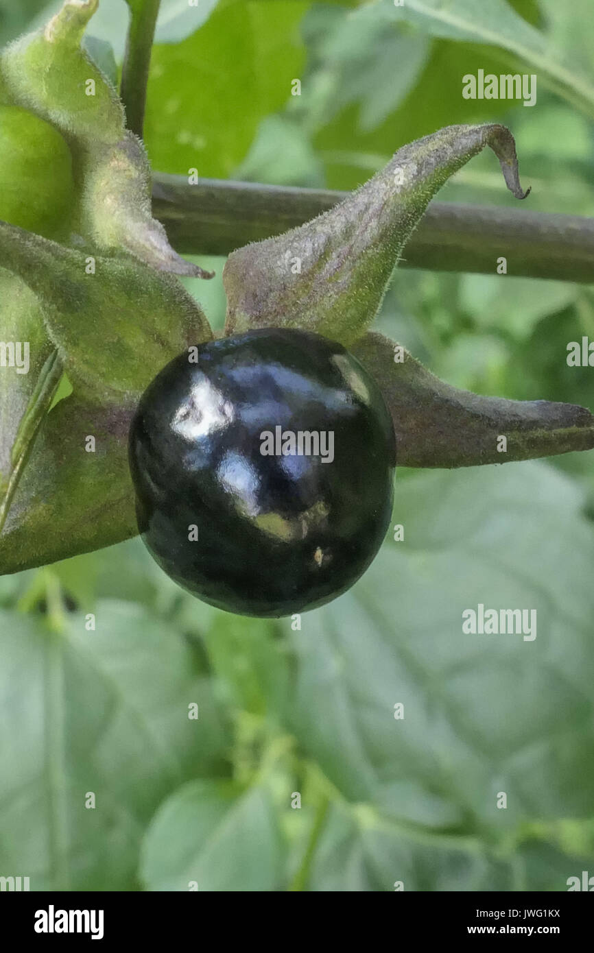 Frucht der Tollkirsche (Atropa belladonna), aus der Familie der Nachtschattengewächse, Bayern, Deutschland, Europa Stockfoto