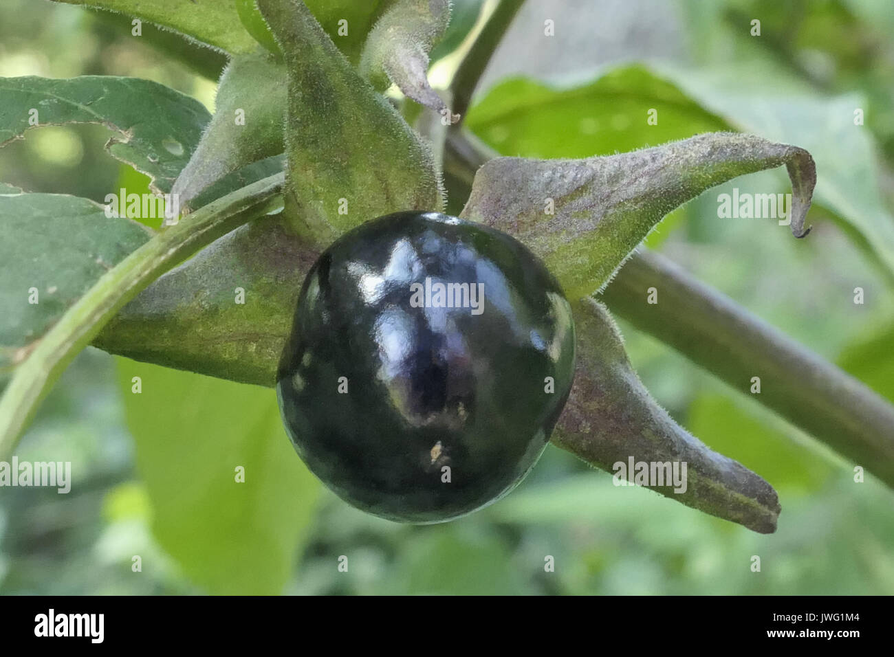 Frucht der Tollkirsche (Atropa belladonna), aus der Familie der Nachtschattengewächse, Bayern, Deutschland, Europa Stockfoto