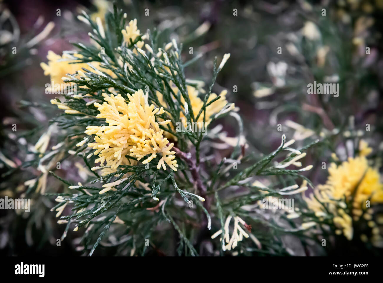 Schöne Zweige von Wacholder, lackiert an den Enden der Triebe in Gelb. Vielzahl von Juniper an der Küste. Stockfoto