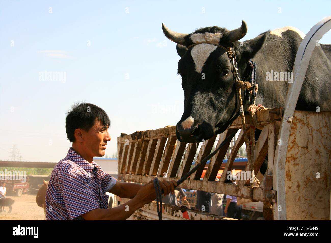 Lager ankommen für Verkauf bei der Kashgar Sonntag Markt Stockfoto
