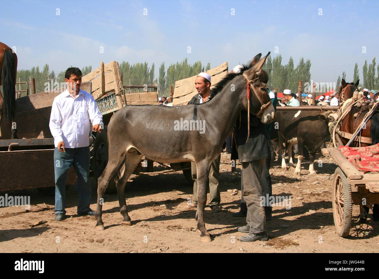 Esel durch die potentiellen Käufer an der Kashgar Sonntag Markt bewertet Stockfoto