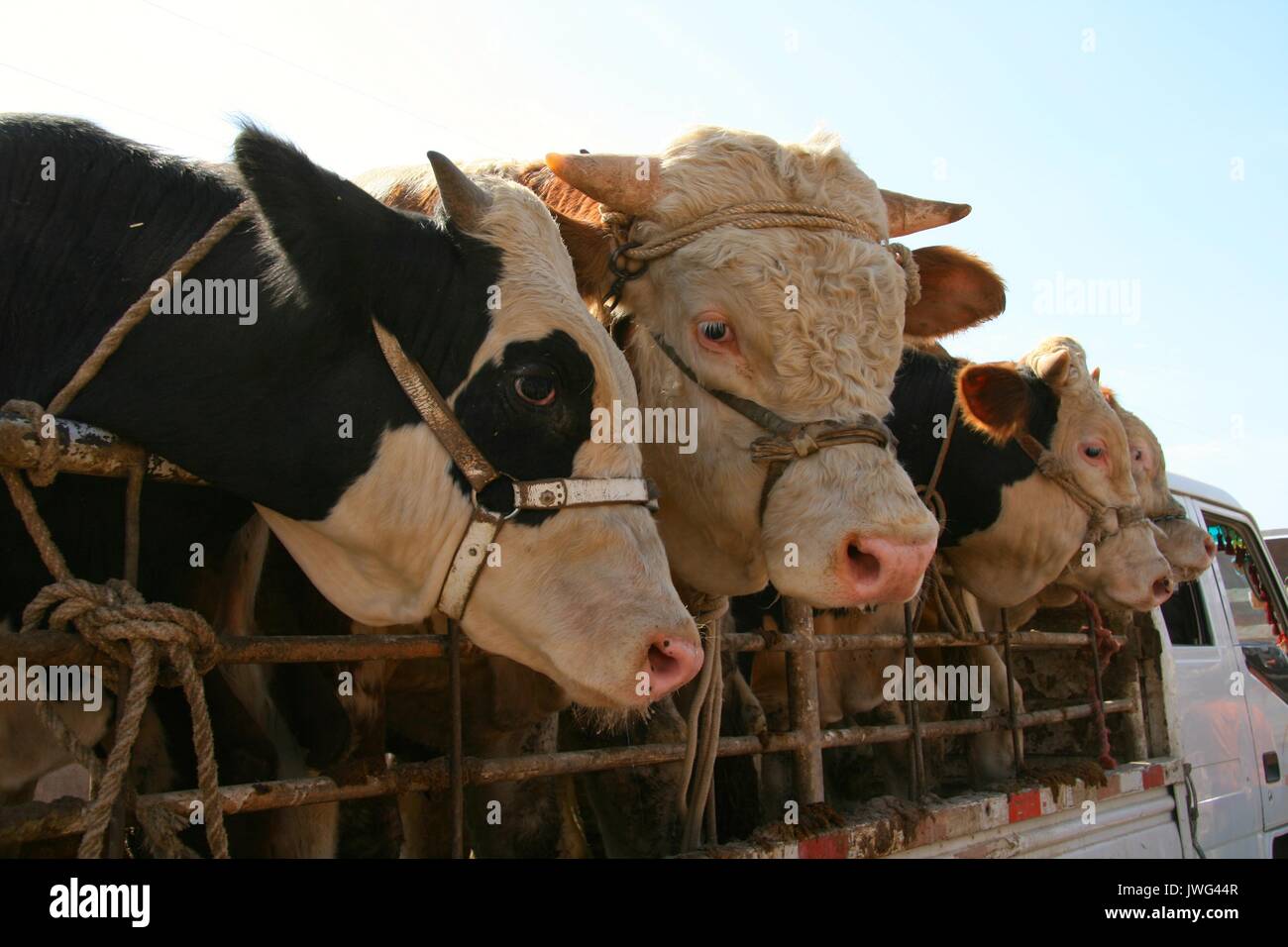 Kühe für Verkauf an den Kashgar Sonntag Markt Stockfoto