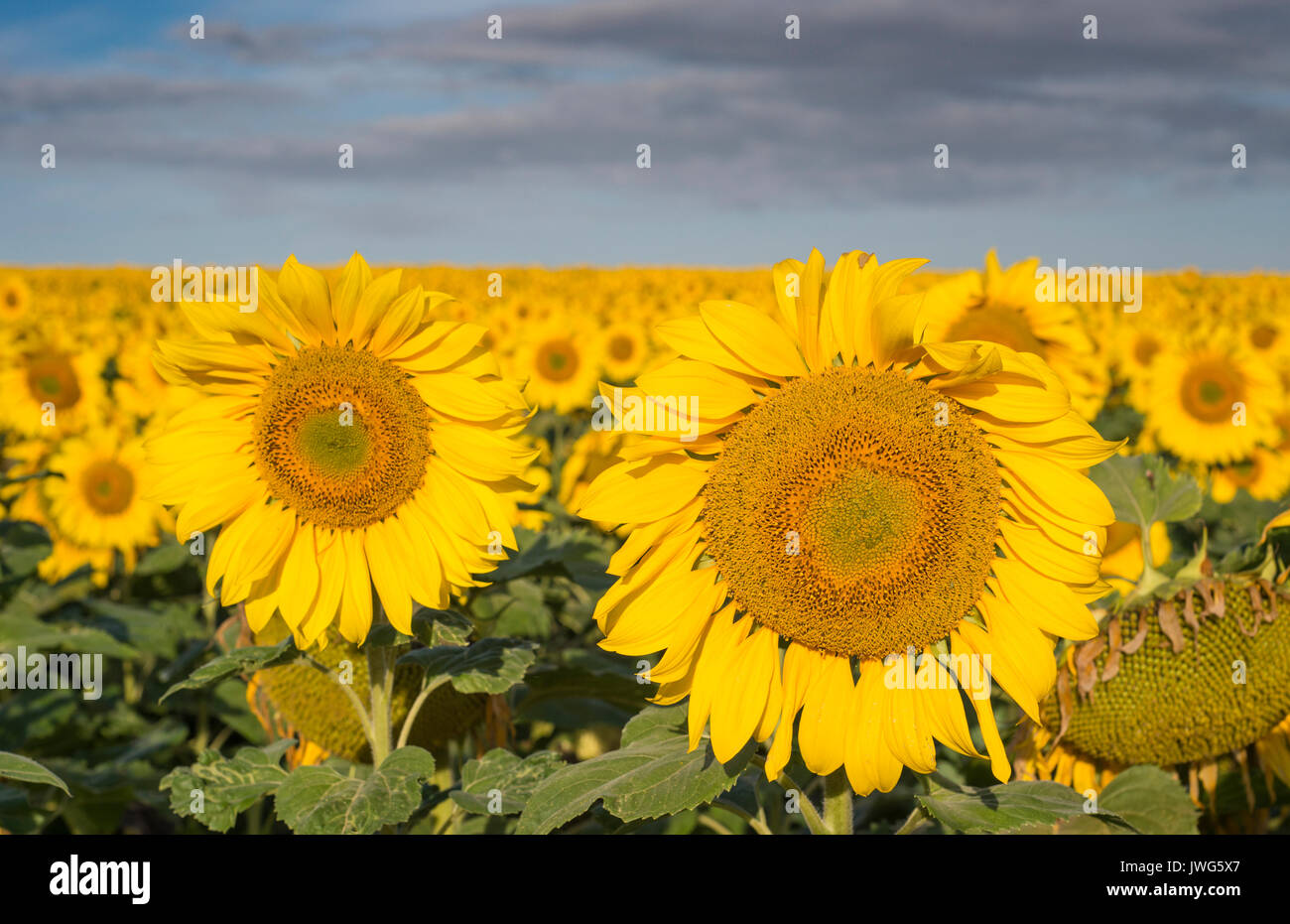 Sonnig, pulsierende Feld von Sonnenblumen in Chinon, Frankreich (Loire-Tal) im Sommer morgens fotografiert. Stockfoto