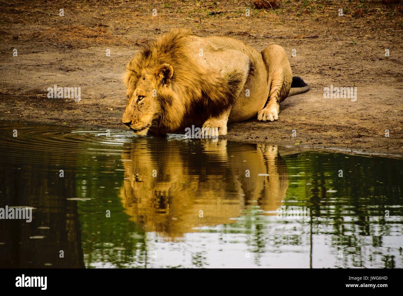 Durstig männliche Löwe und Reflexion trinken an der Wasserstelle Stockfoto