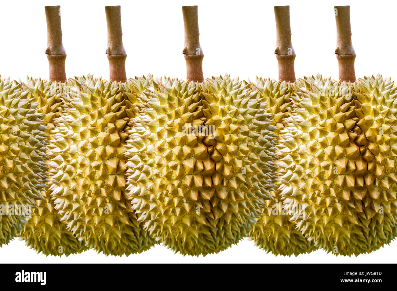 Auf weissem Hintergrund Durian. Stockfoto