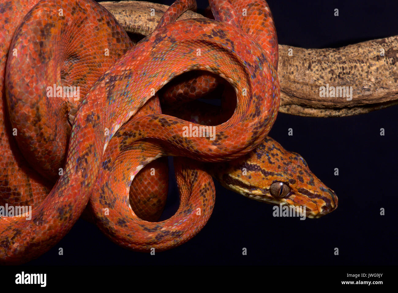 Amazon tree Boa, Corallus hortulanus Stockfoto