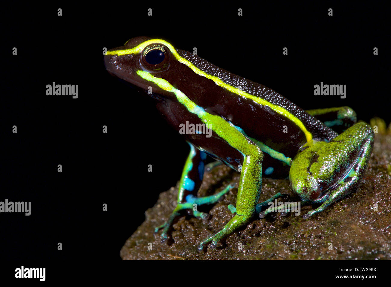 Drei-striped Poison dart Frog, Ameerega trivittatus Stockfoto