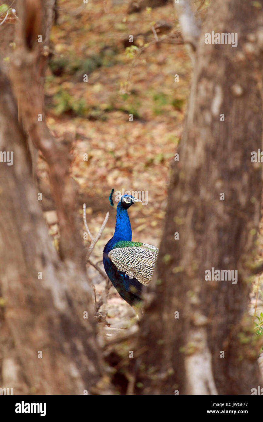 Peacock, Ranthambore Nationalpark, Indien Stockfoto