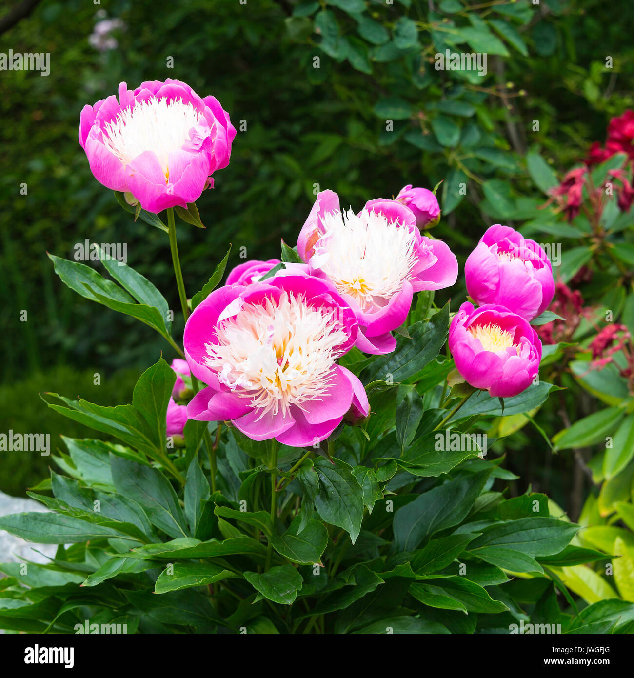 Schöne Rosa und Creme zentriert Pfingstrose Blumen Schüssel der Schönheit in voller Blüte in den Butchart Gardens Victoria Vancouver Island British Columbia Kanada Stockfoto