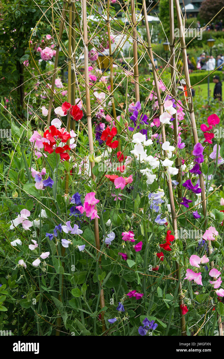 Schöne Sweet Pea Blumen unterstützt von Bambusrohren in einem Garten in der Butchart Gardens Victoria Vancouver Island British Columbia Kanada Stockfoto