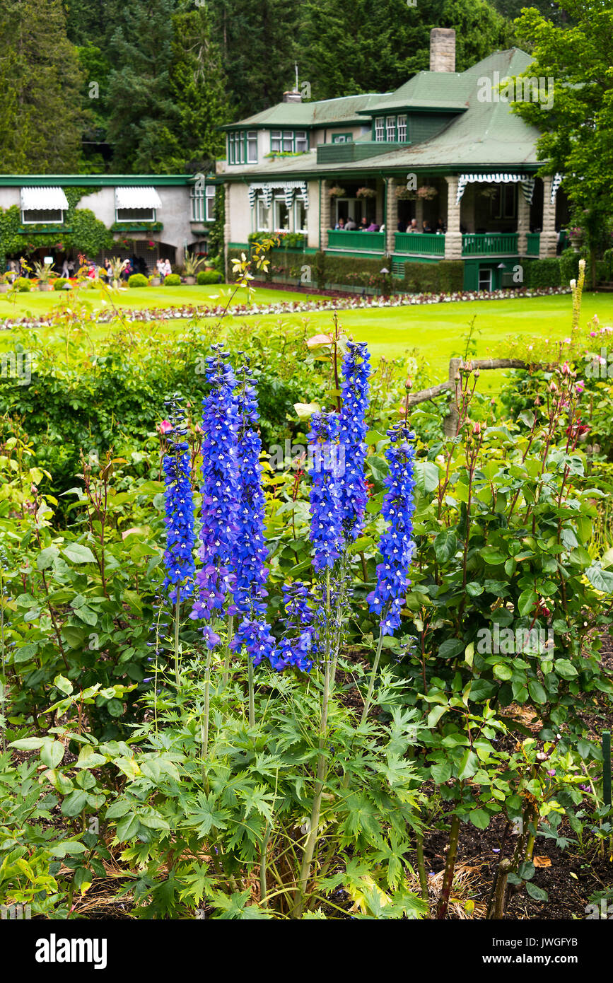 Wunderschöner blauer Rittersporn Blumen in voller Blüte in den Butchart Gardens Victoria Vancouver Island British Columbia Kanada Stockfoto