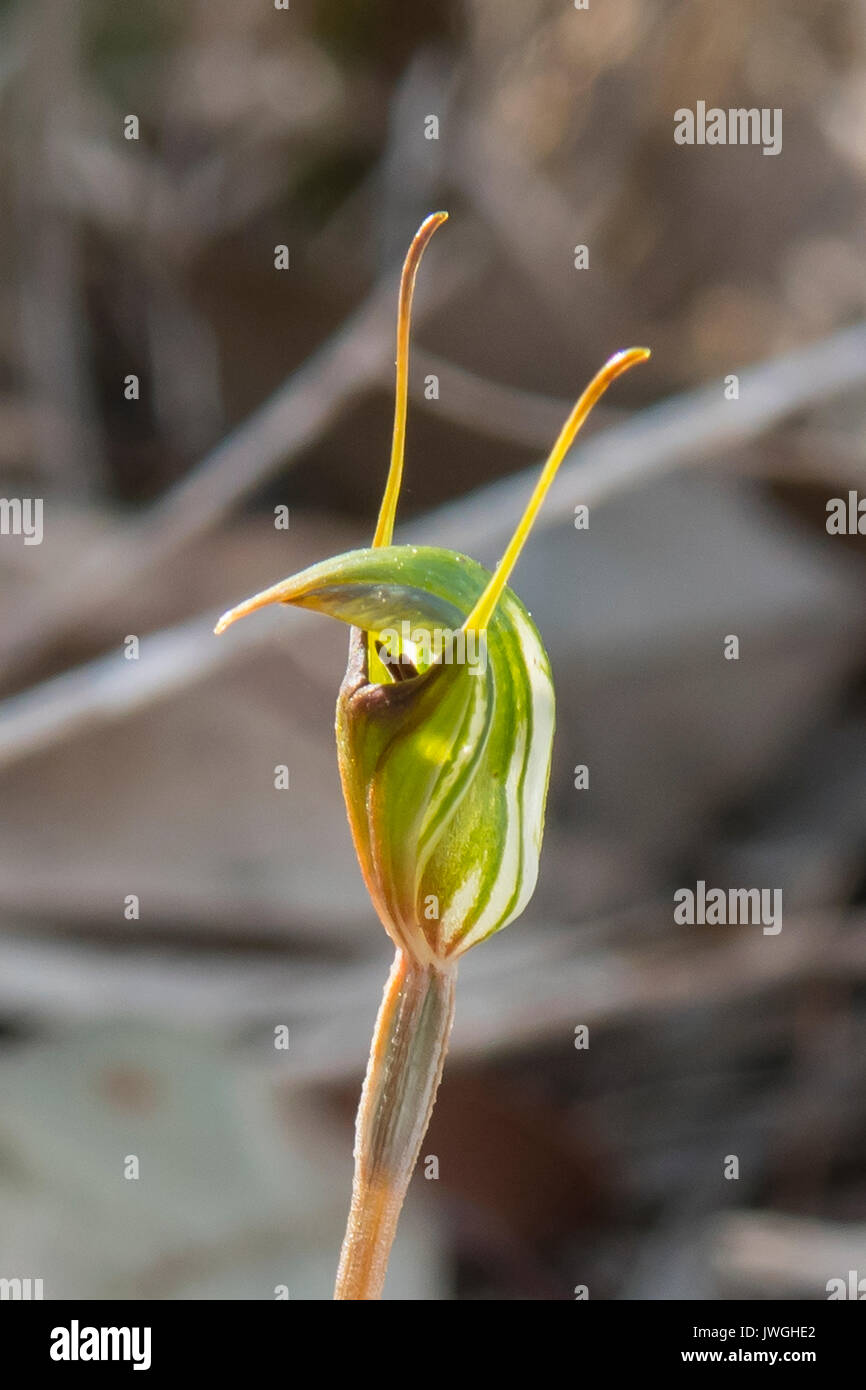 Pterostylis sp., Verkleidung an Greenhood Ironbark Straße finden, Diamond Creek, Victoria, Australien Stockfoto