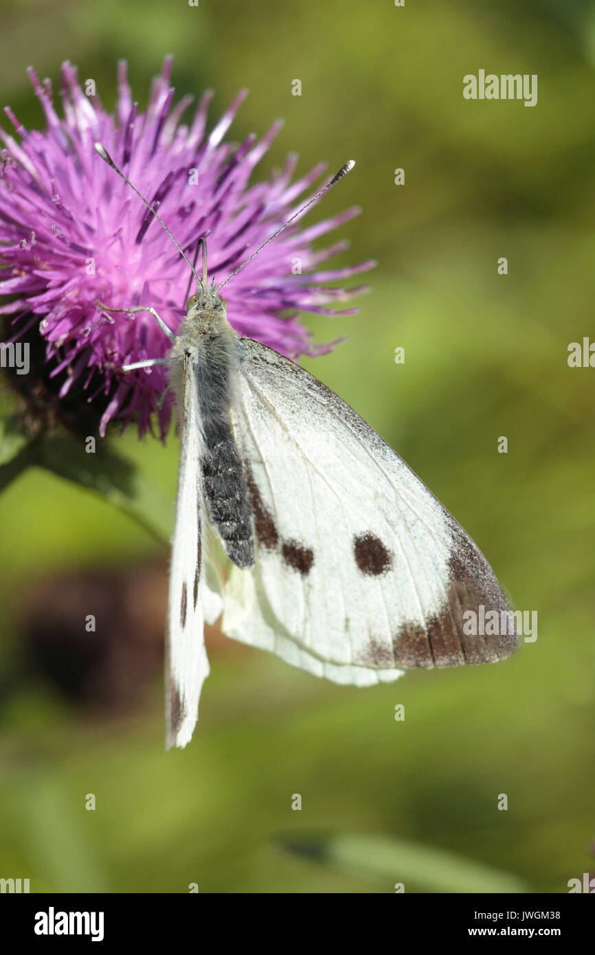 Großer weißer Schmetterling Weiblich Stockfoto