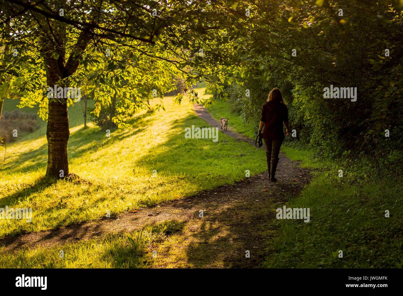 Eine Frau geht mit ihrem Hund in einem Park weg auf einem hellen Sommermorgen. Stockfoto