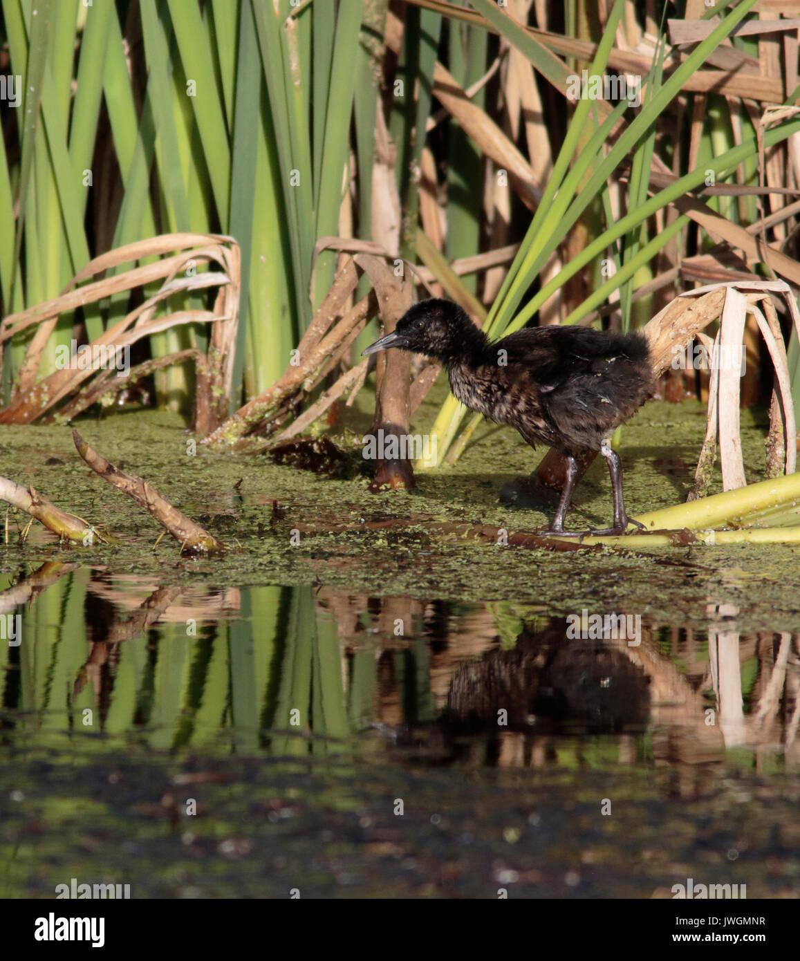 Wasser-Schiene-Küken Stockfoto