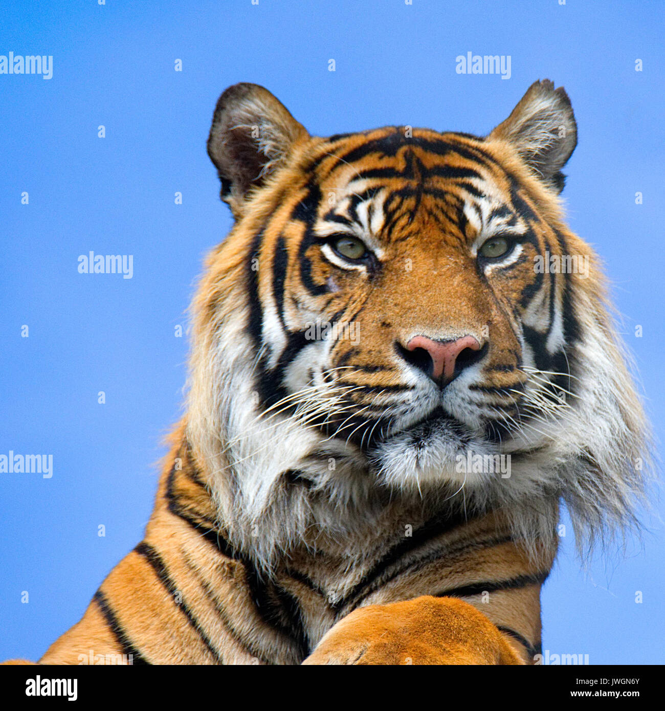 Sumatra-Tiger Stockfoto