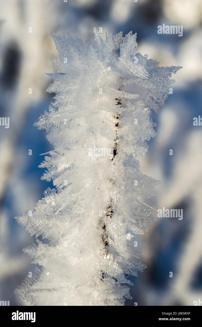 Gefrorenen Eiskristallen auf Zweig Stockfoto