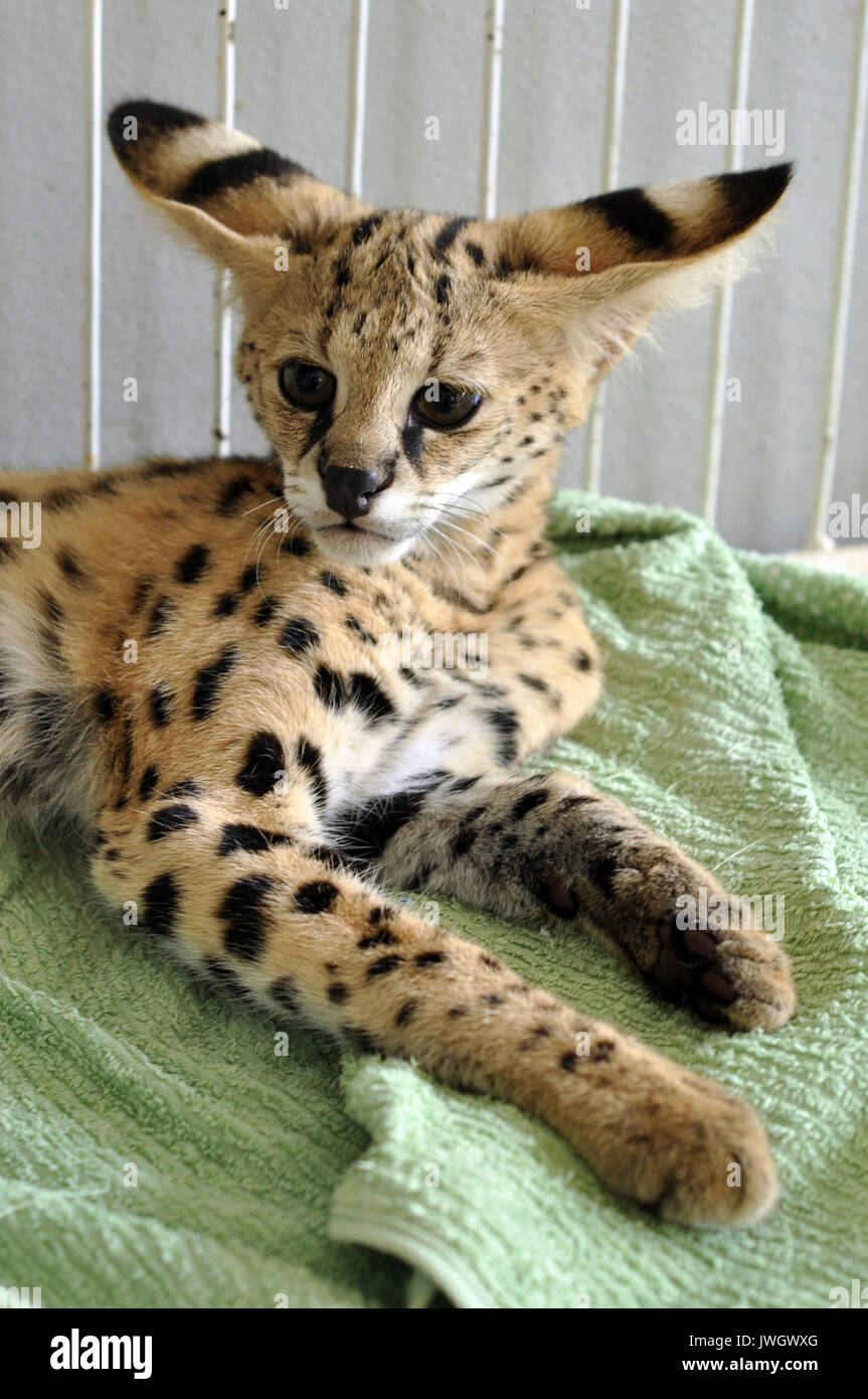 Der serval ist eine mittelgroße Katze. Es ist eine starke, aber schlanke Tier, mit langen Beinen und einer relativ kurzen Schwanz. Stockfoto