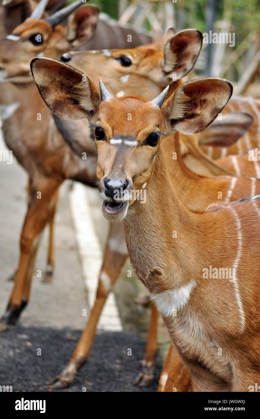 Das Nyala ist eine Südafrikanische Antilope. Es ist eine Spirale - dichten Gehörnten - Wald Antilopen, die sich in offenen Räumen unwohl und ist häufig bei w gesehen Stockfoto