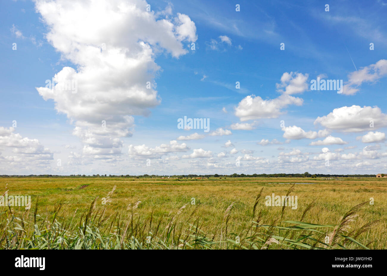 Ein Beispiel für einen grossen Himmel über die Sümpfe in den Broads Nationalpark an Potter Heigham, Norfolk, England, Vereinigtes Königreich. Stockfoto