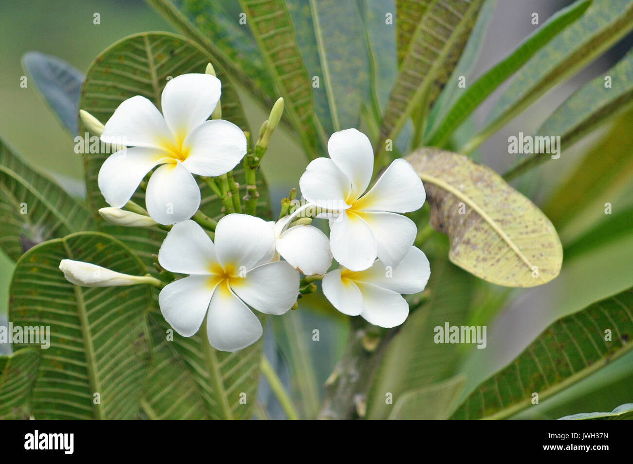 Plumeria Frangipani (Common Name) ist eine Gattung von Blütenpflanzen aus der Familie der Apocynaceae Dogbane: Die. Stockfoto