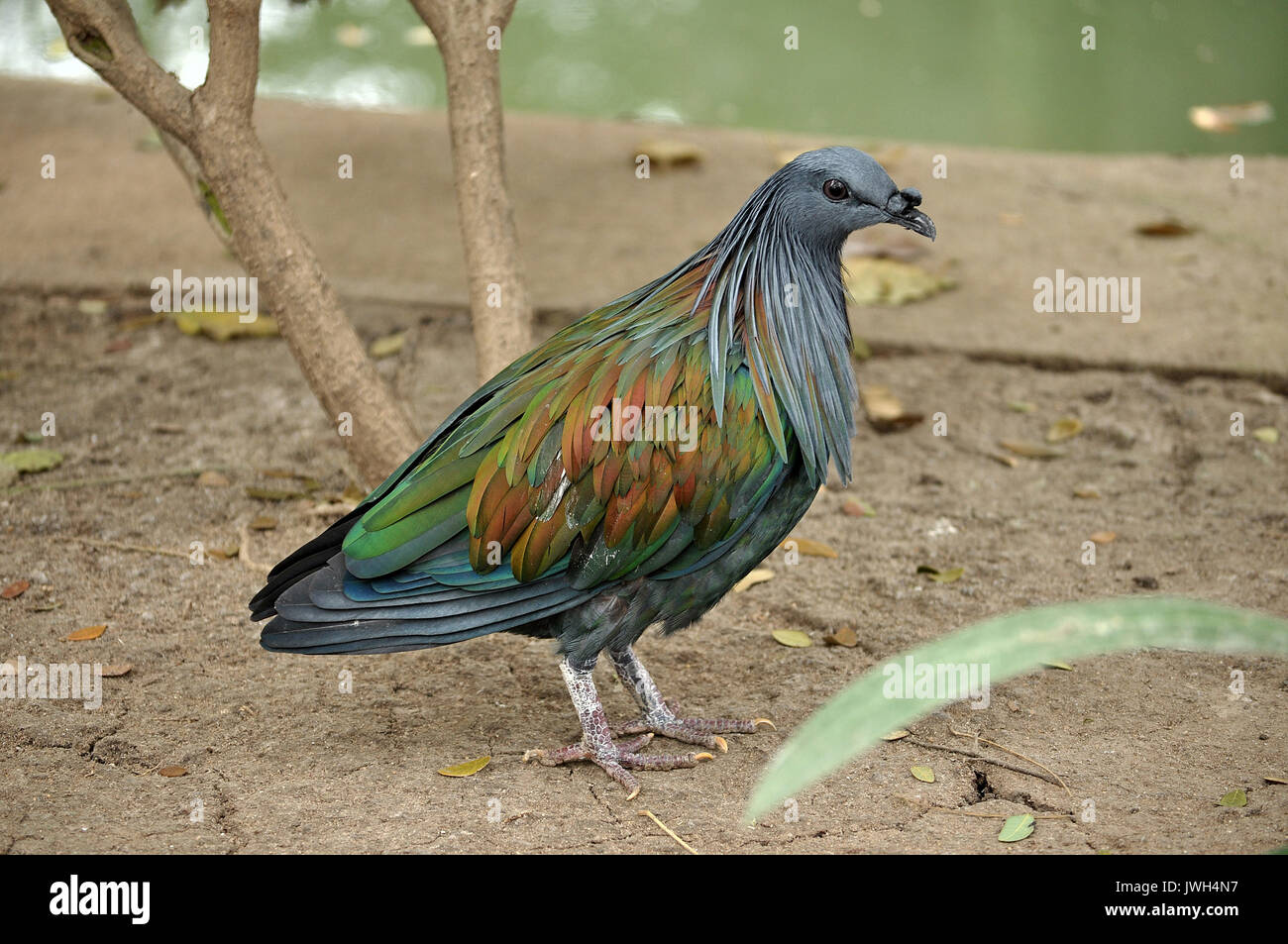 Die Kragentaube, Caloenas nicobarica, ist eine Taube auf kleinen Inseln und in Küstengebieten von den Nikobaren gefunden, im Osten durch die Malaiische Ar Stockfoto