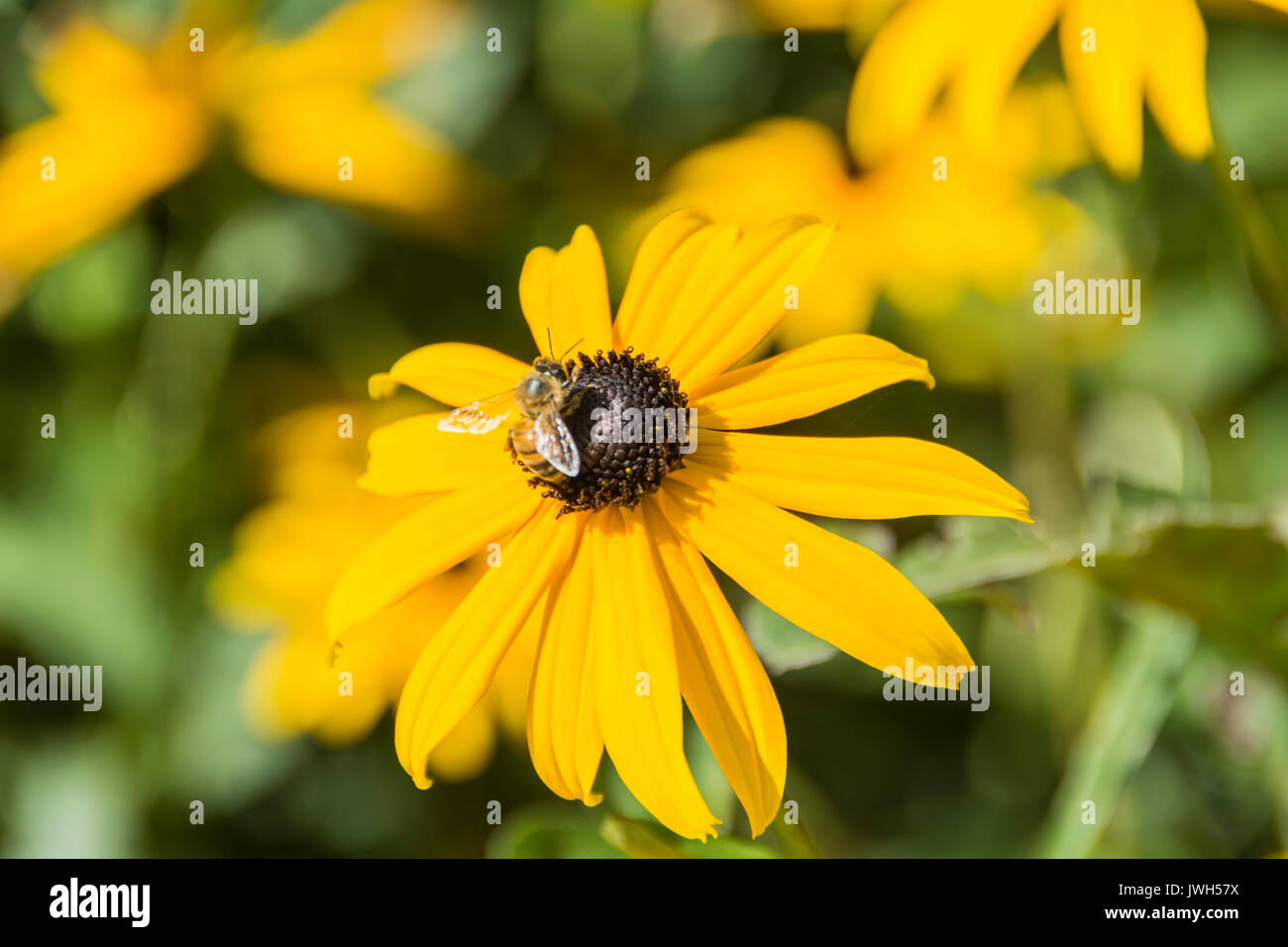 Eine Kardierbiene unter Schwarzäugigen Susanen (Rudbeckia hirta) Stockfoto