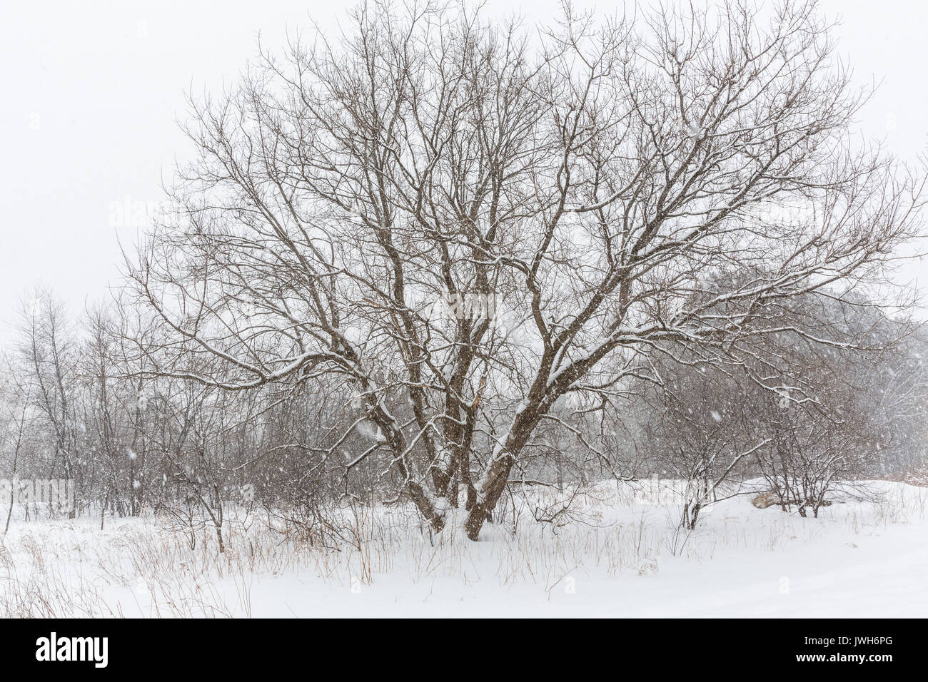 Winterlandschaft Stockfoto