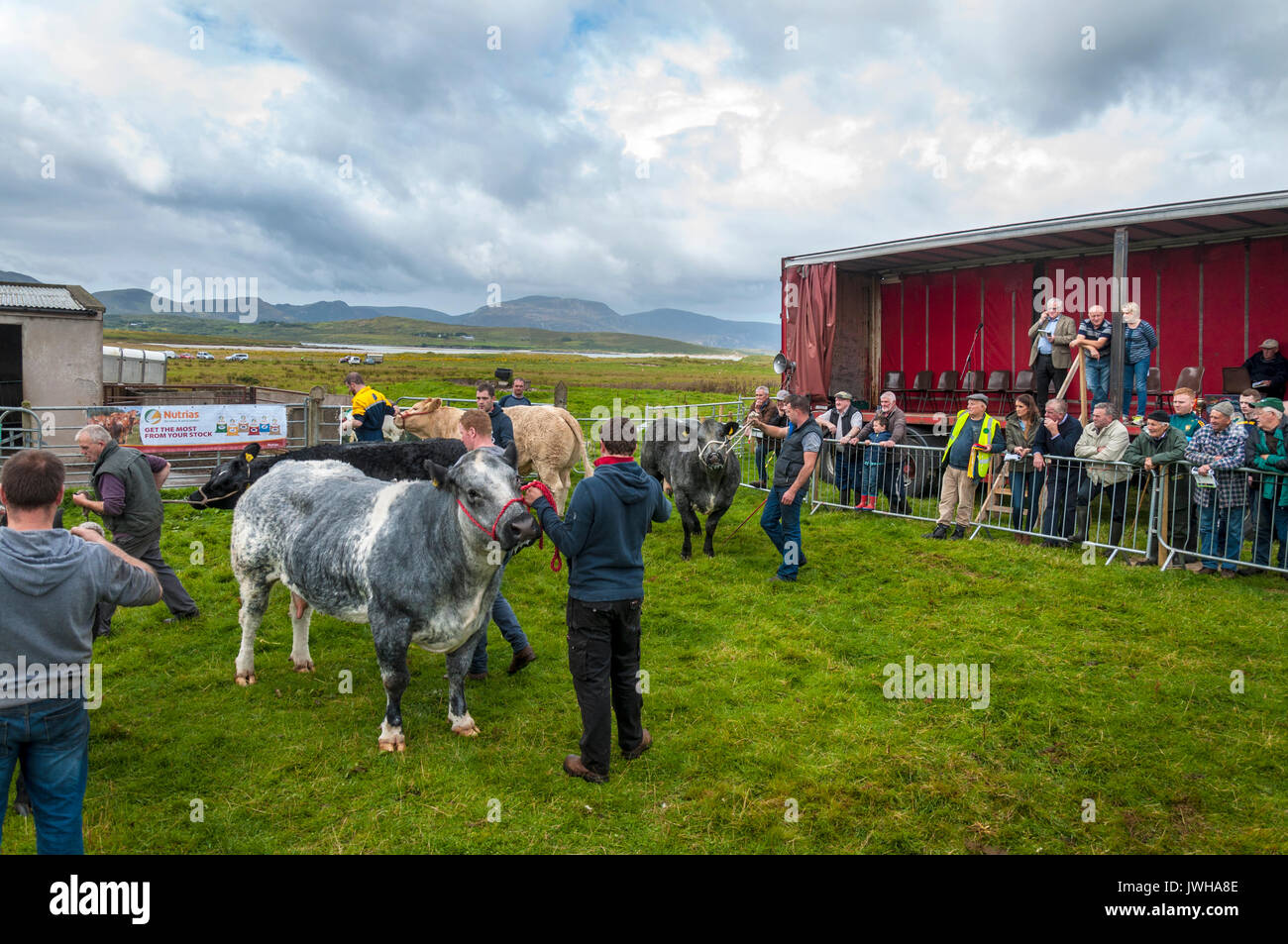 Ardara, County Donegal, Irland. 12 Aug, 2017. Die 'Ardara Show" oder dem Südwesten Donegal Landwirtschaft zeigen ist eine jährliche Veranstaltung, bei der Menschen vor Ort Ausstellung Vieh, Kuchen, hausgemachter Marmelade, Blumen und Kunsthandwerk. Die Beurteilung erfolgt und kleine Preise werden vergeben. Hier Bauern zeigen, Rinder, die für den Richter im Ring. Foto: Richard Wayman Credit: Richard Wayman/Alamy leben Nachrichten Stockfoto