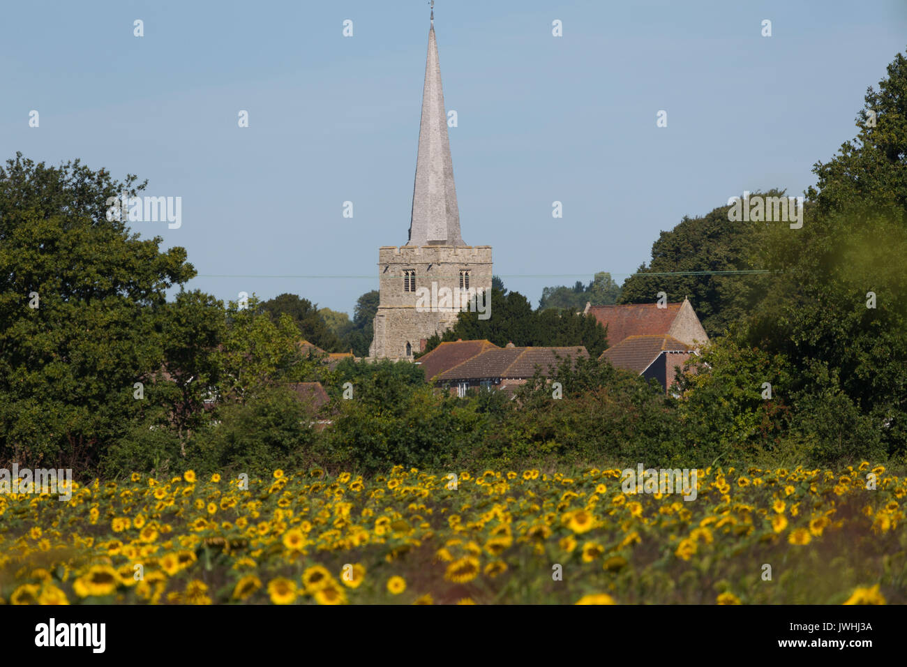 Hoo, Kent, Vereinigtes Königreich. August 13, 2017. Sonnenblumen an Hoo in Kent an einem warmen, Spätsommer morgen. Rob Powell/Alamy leben Nachrichten Stockfoto