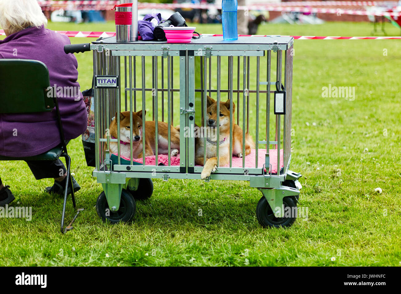 Hunde in Käfig am Dogshow in Llangollen, Wales Stockfoto