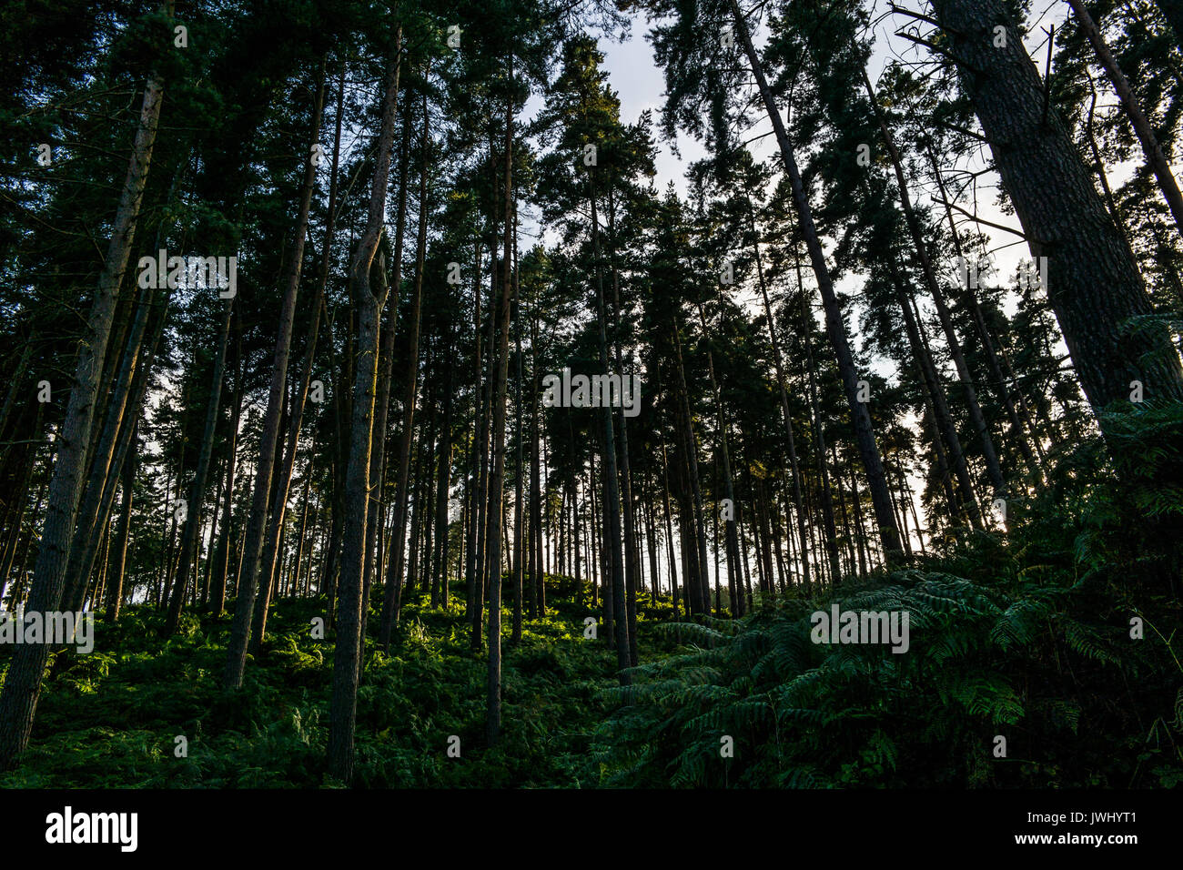 Wald der hohen Bäume bei Sonnenuntergang. Stockfoto