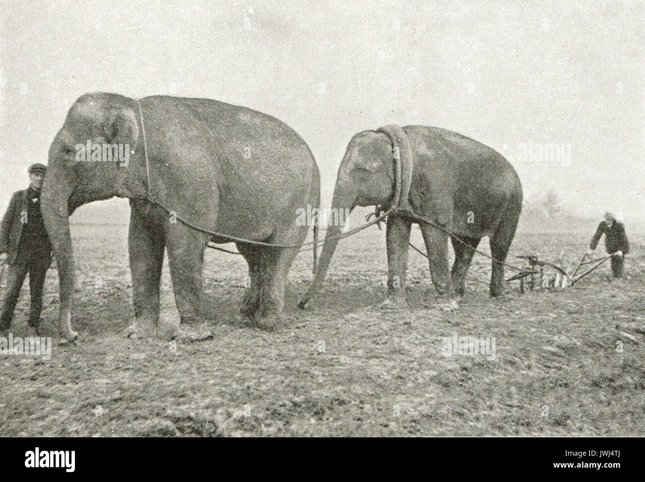 Elefanten Pflügen in Surrey, WK 1. Stockfoto