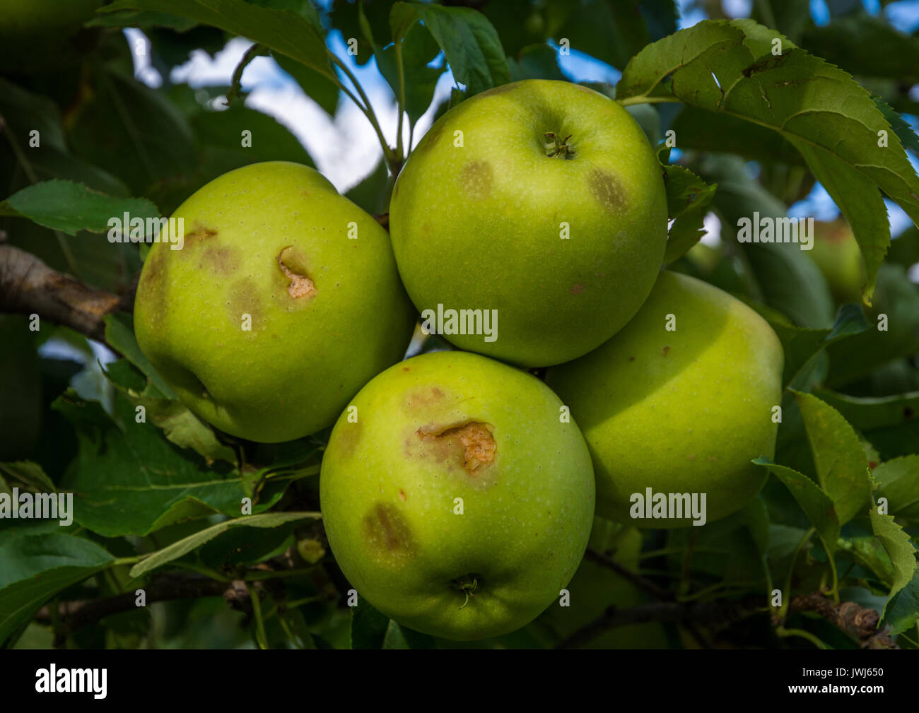 Äpfel, die durch Hagel Sturm beschädigt. Der hagelschlag haben fast völlig ausgelöscht, Ernte. Stockfoto