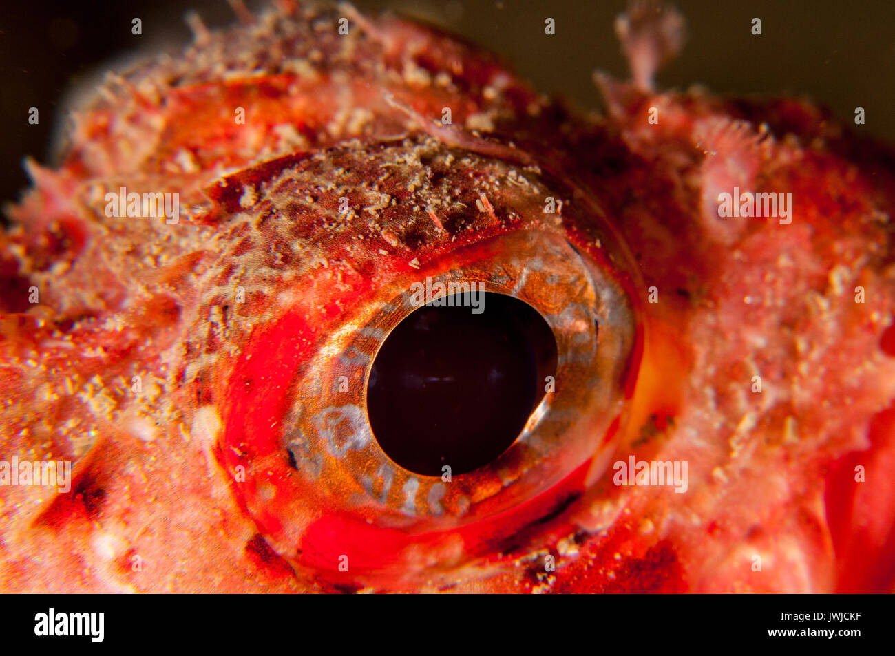 Nahaufnahme des Auges eines kleinen roten Skorpionfischs (Scorpaena notata), L'escala, Costa Brava, Katalonien, Spanien Stockfoto
