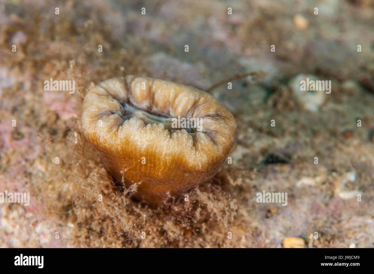 Schwein - Zahn Coral (Balanophyllia europaea), L'Escala, Costa Brava, Katalonien, Spanien Stockfoto