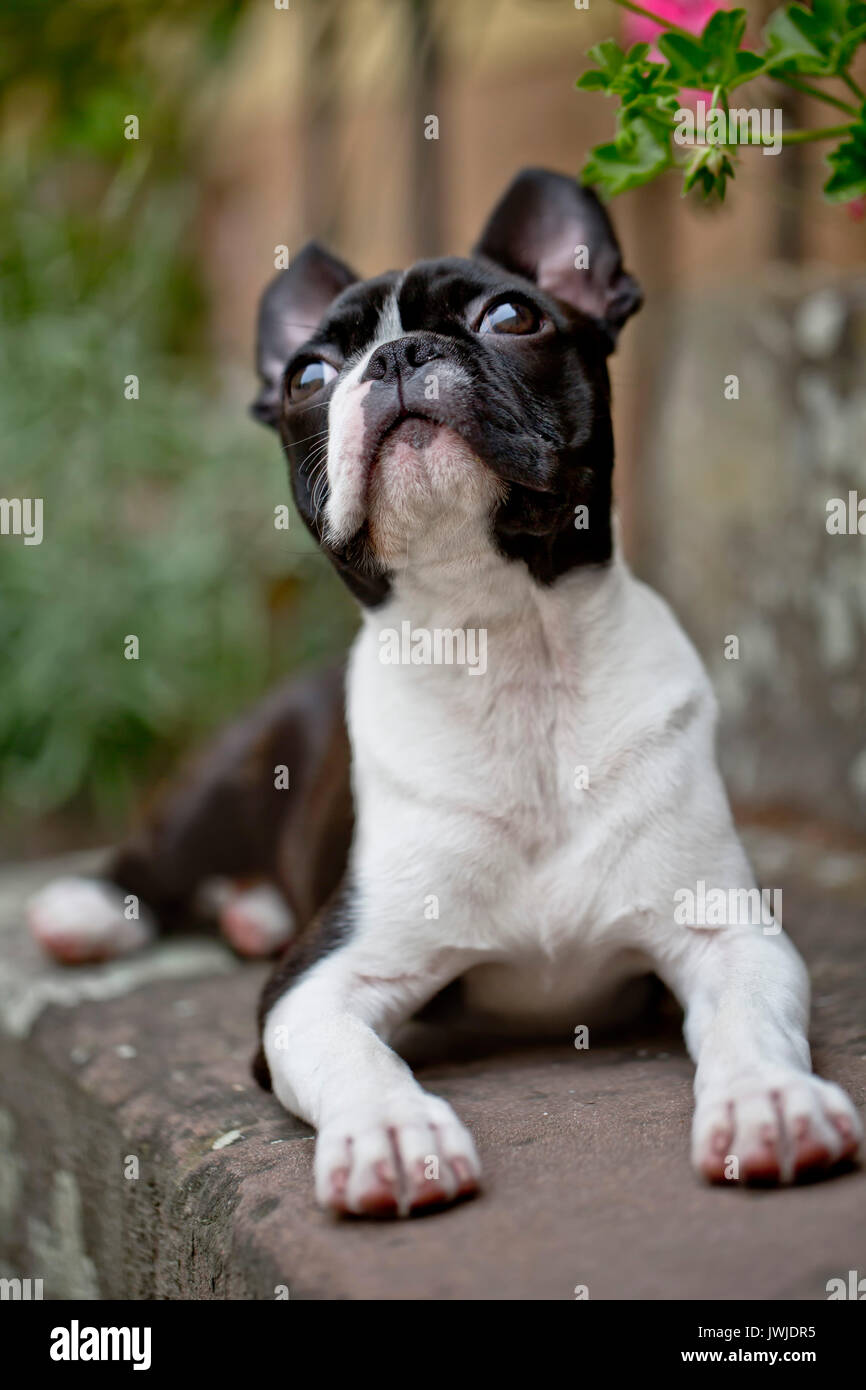 Outdoor portrait einer jungen Boston Terrier an einem sonnigen Sommertag Stockfoto