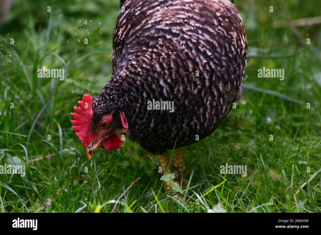 Graue Henne in einem freien Bereich auf Hinterhof, Geflügel, Stockfoto